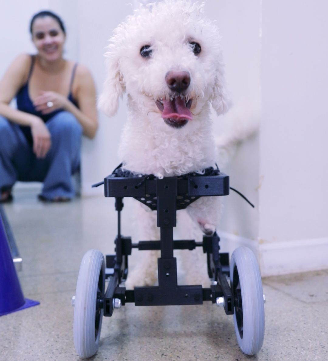 Cão sem patas dianteiras volta a andar com protótipo de cadeira de rodas inédito