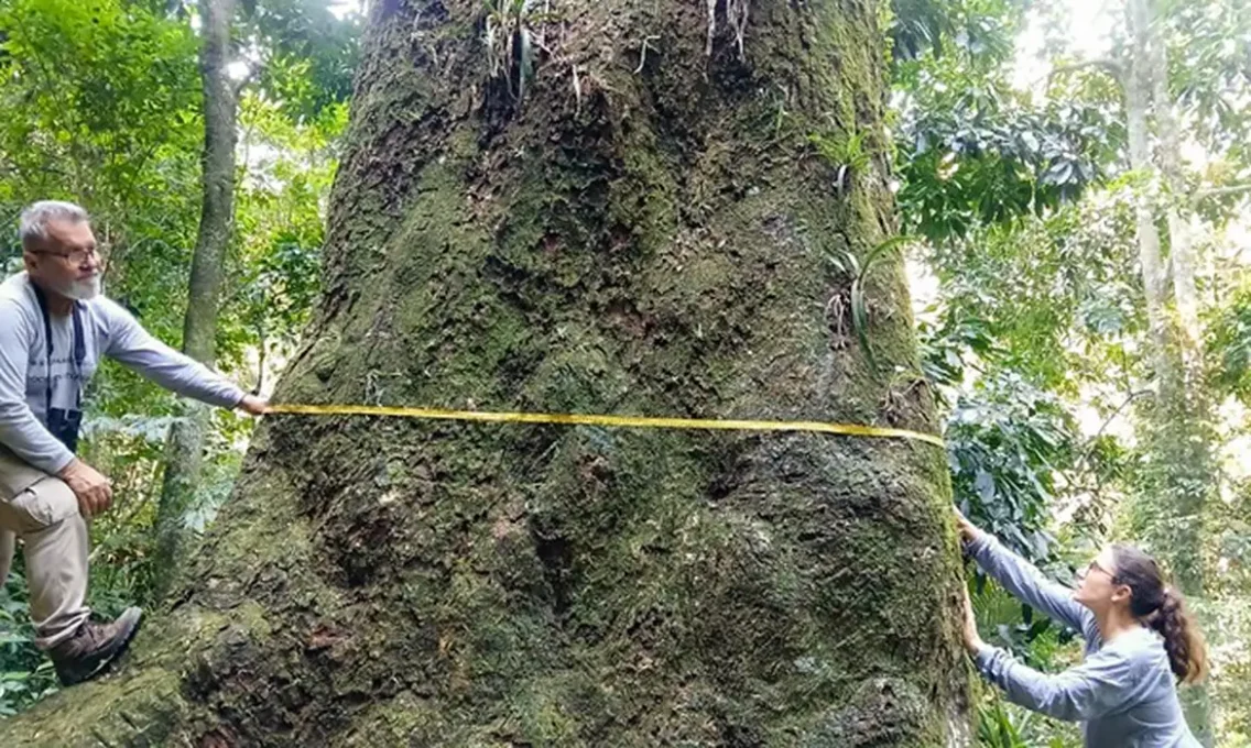Jequitibá-rosa com cerca de 500 anos é localizado em parque no Rio