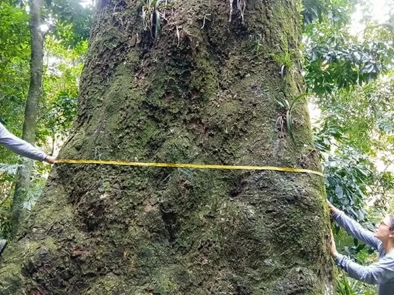 Jequitibá-rosa com cerca de 500 anos é localizado em parque no Rio